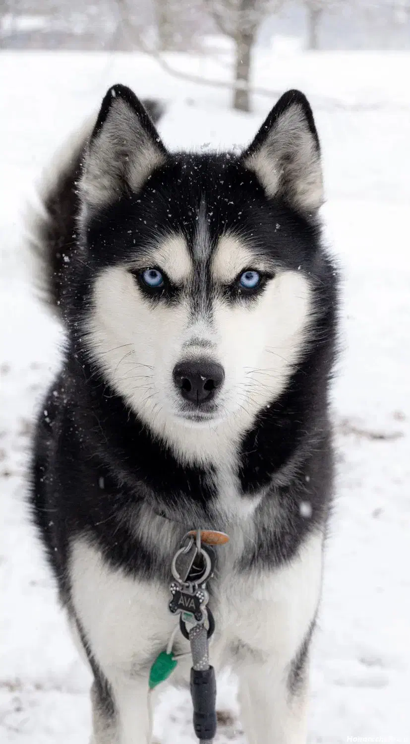 سک هاسکی چش رنگی|سگ|مشهد, شهید قربانی|دیوار