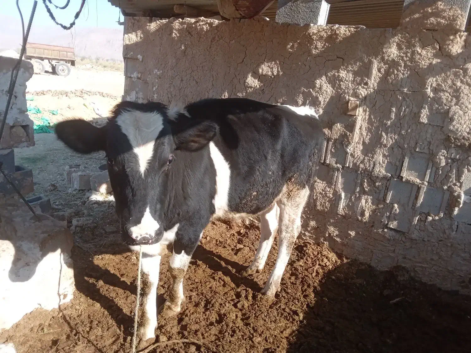 گوساله نر بیضا|حیوانات مزرعه|شیراز, گویم|دیوار