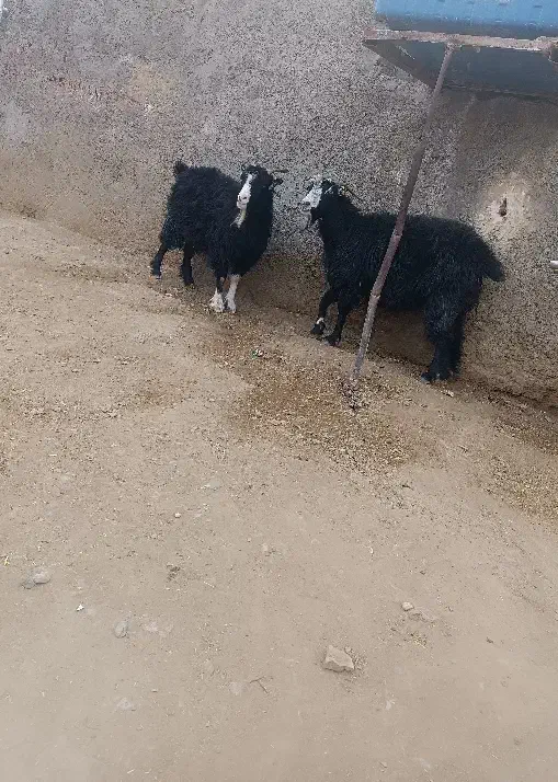 ....|حیوانات مزرعه|سرداران, |دیوار