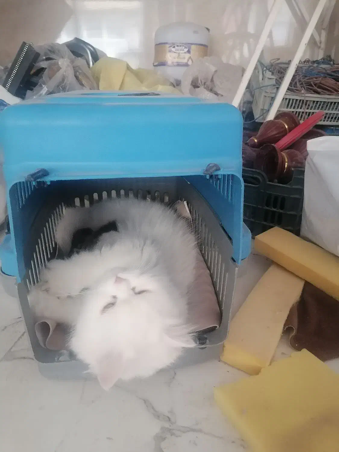 واگذاری گربه رایگان|گربه|بوکان, |دیوار