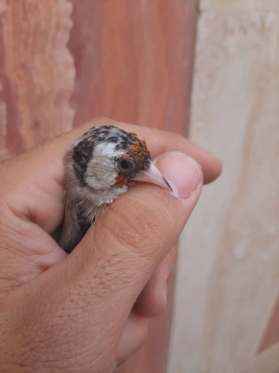 سهره ماده|پرنده|تهران, مشیریه|دیوار