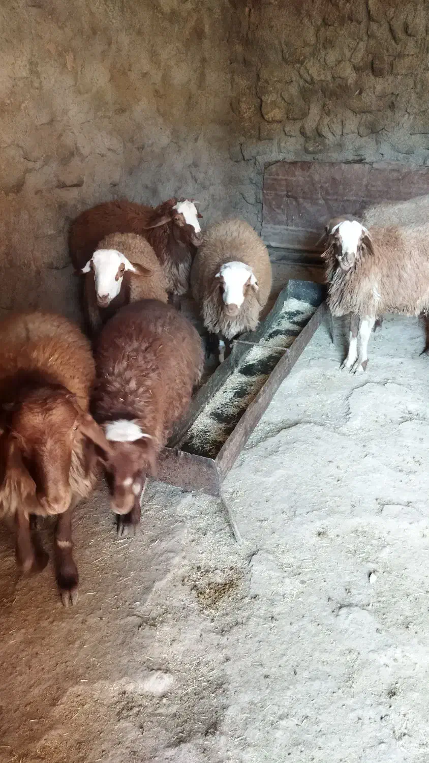 گوسفند|حیوانات مزرعه|کوهدشت, |دیوار