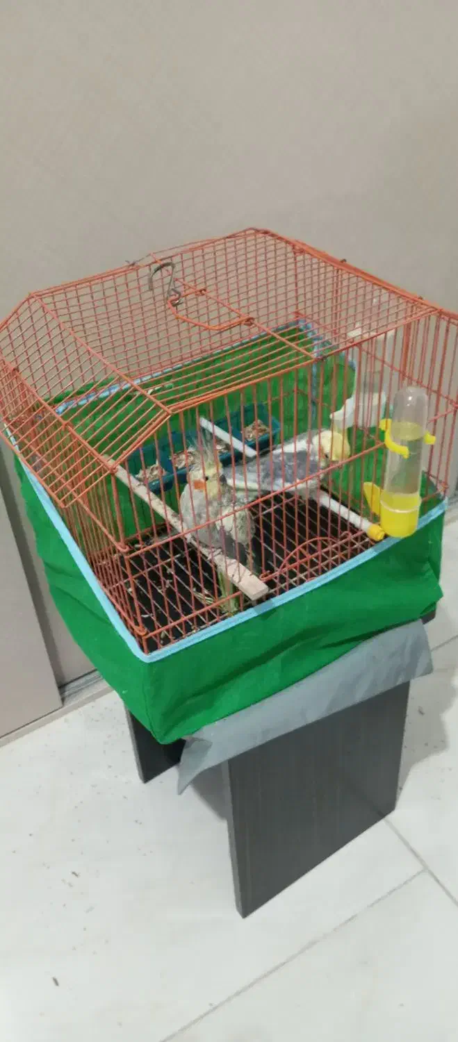 عروس هلندی با قفس کامل|پرنده|صباشهر, |دیوار