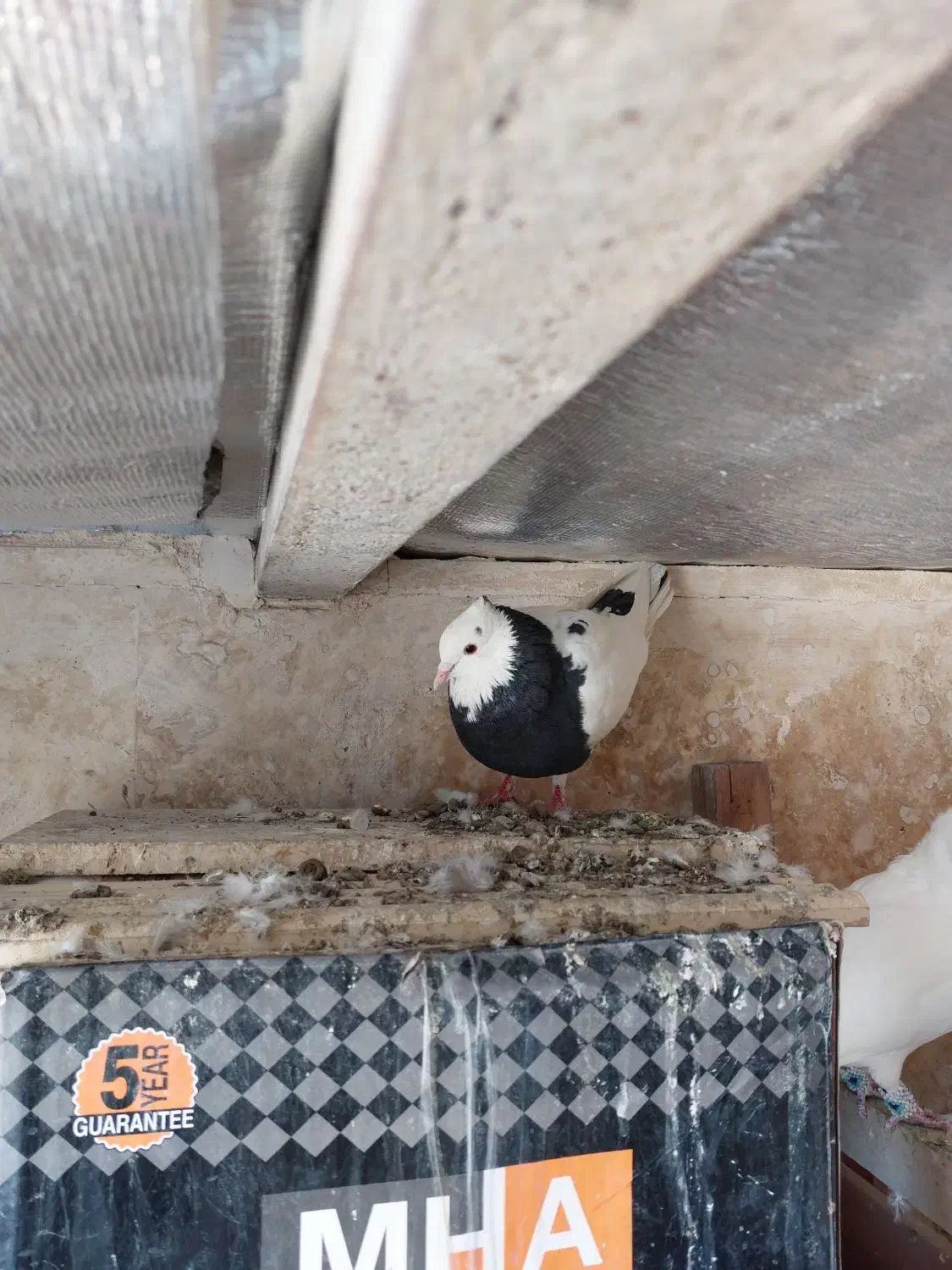 کبوترطوقی ماده. سیاه واکسی.|پرنده|طرقبه, |دیوار