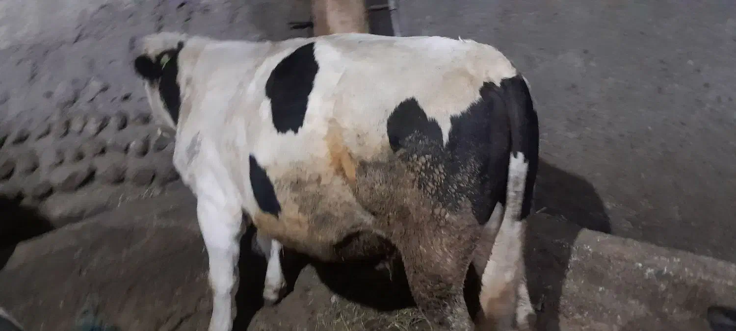 فروش گاو|حیوانات مزرعه|نظر کهریزی, |دیوار