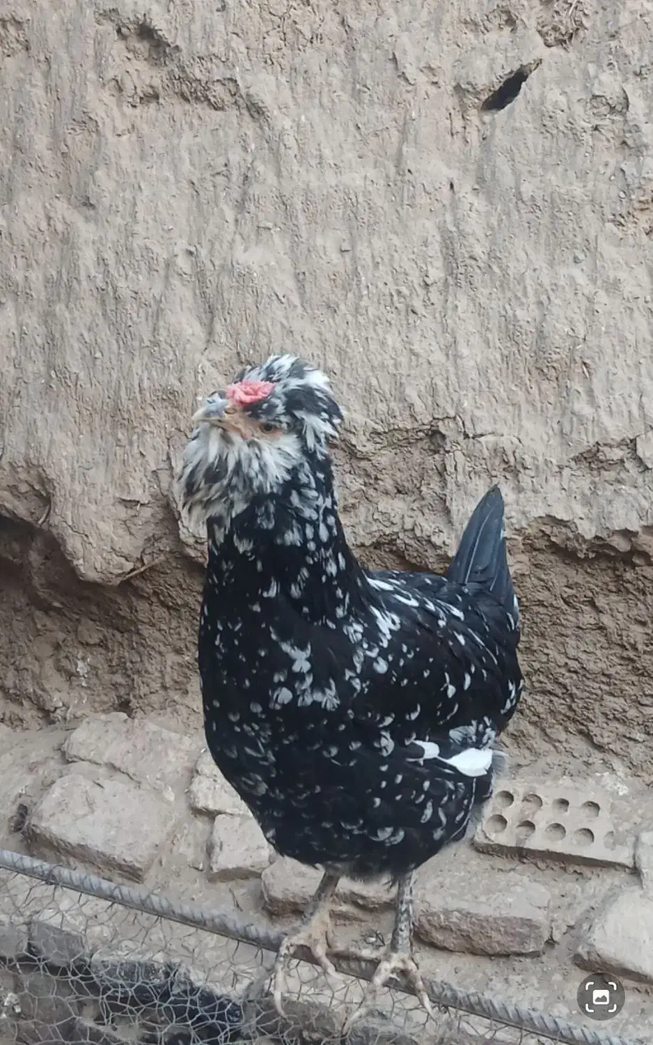 فروش تخم مرغ گلین و جوجه تمام فول در سنین مختلف|حیوانات مزرعه|زرند, |دیوار