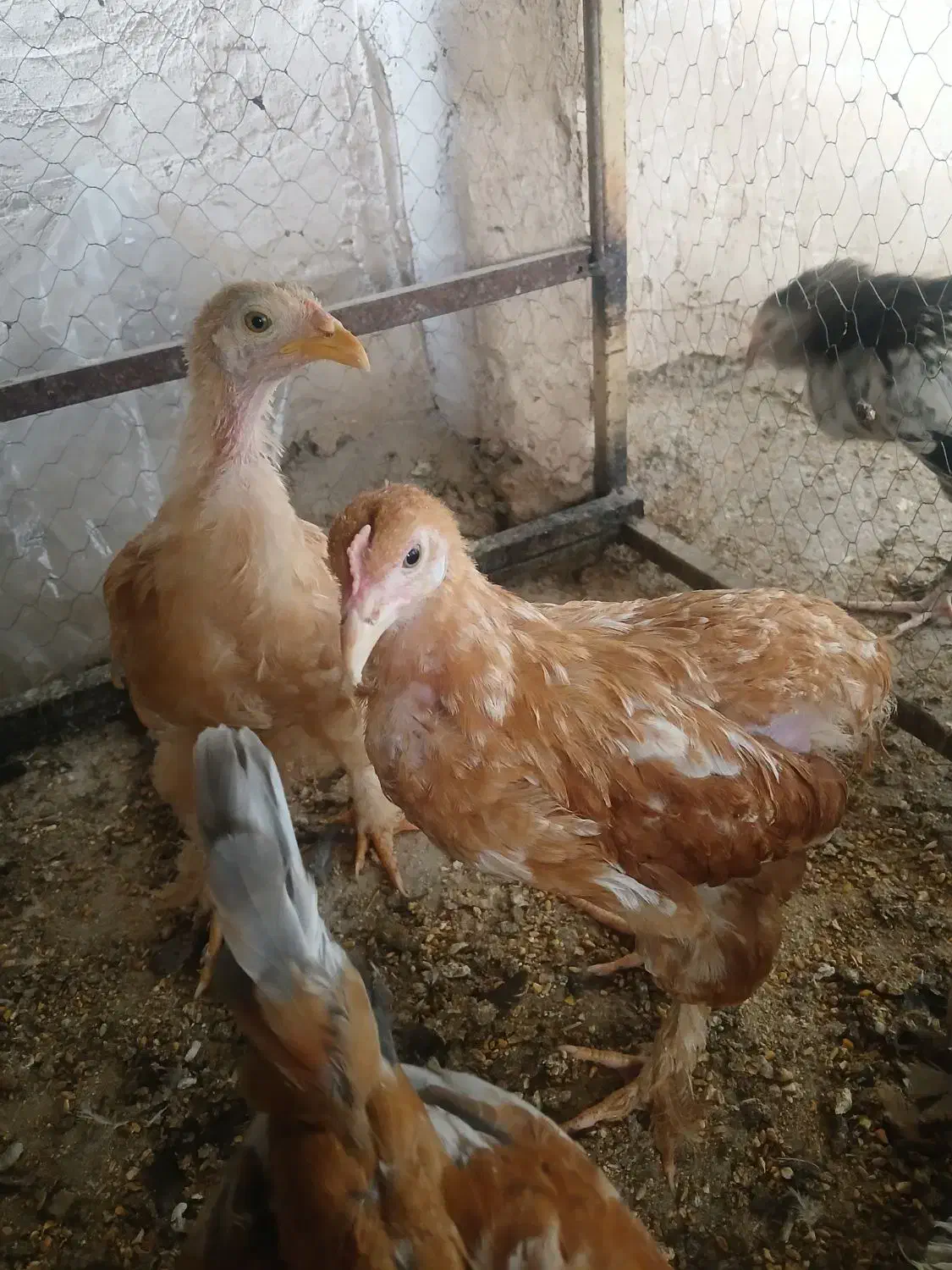 جوجه  مرغ وخروس برهما سلطان گلین|حیوانات مزرعه|خمینی‌شهر, |دیوار