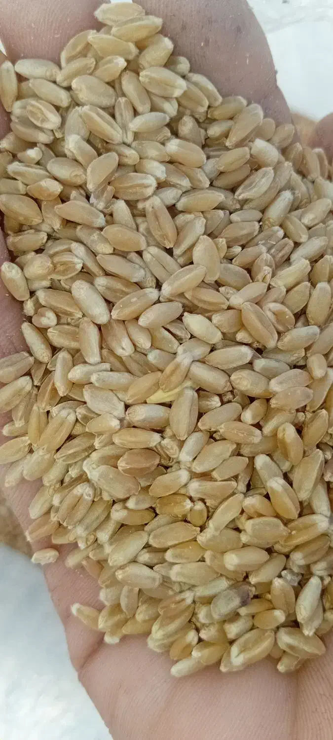 گندم بوجاری|عمده‌فروشی|چمران, |دیوار