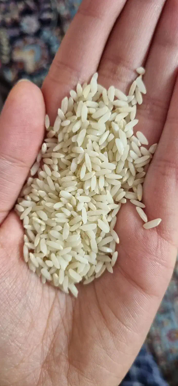 برنج لنجان درجه یک|خوردنی و آشامیدنی|مبارکه, |دیوار