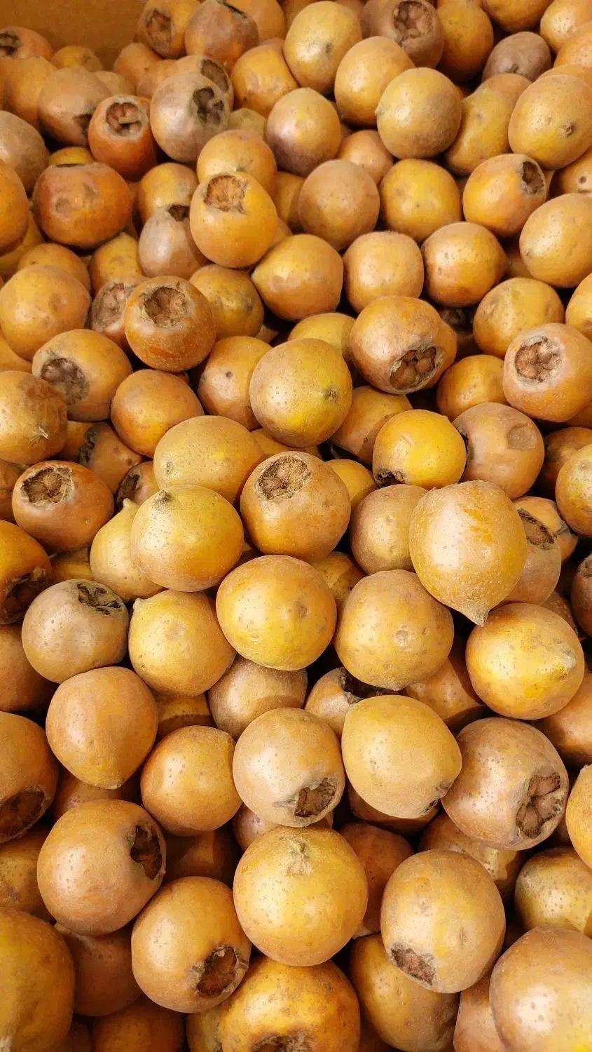 ازگیل جنگلی خوشمزه + هایپر میوه گلچین|خوردنی و آشامیدنی|شاهدشهر, |دیوار