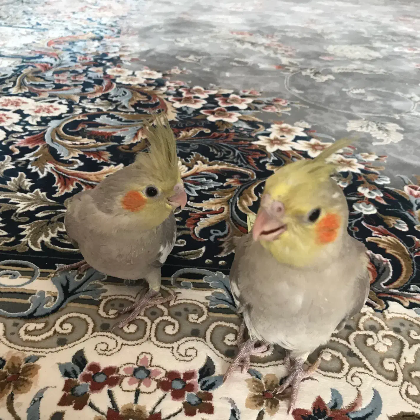 فروش عروس هلندی|پرنده|فلاورجان, |دیوار