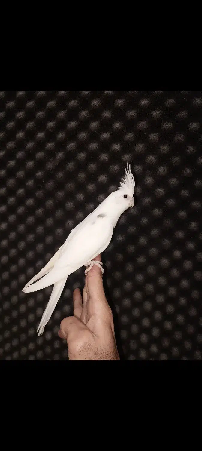 عروس هلندی دستی جوجه کوتوله نژاد قناری سهره طوطی|پرنده|مشهد, رضاشهر|دیوار