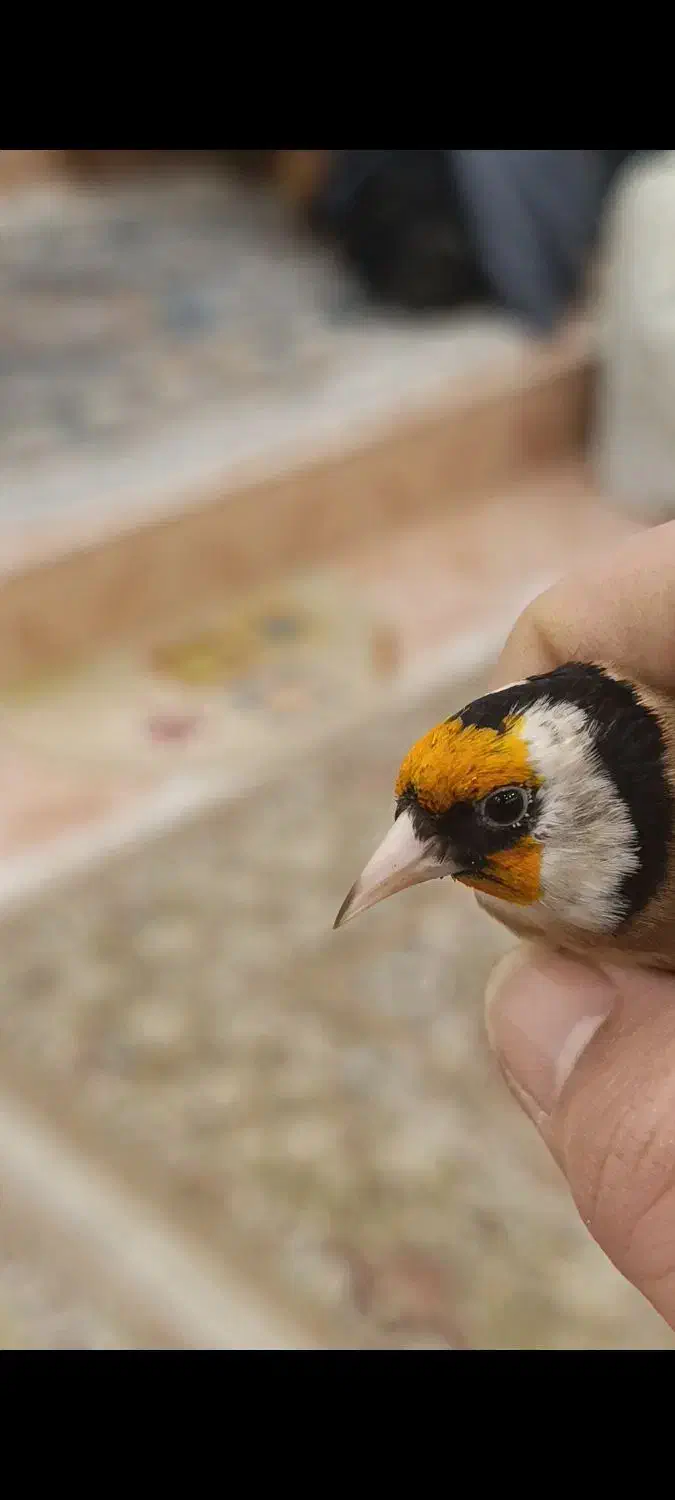 سهره 4گل زنجیری|پرنده|تهران, مینای شمالی (مخبر)|دیوار