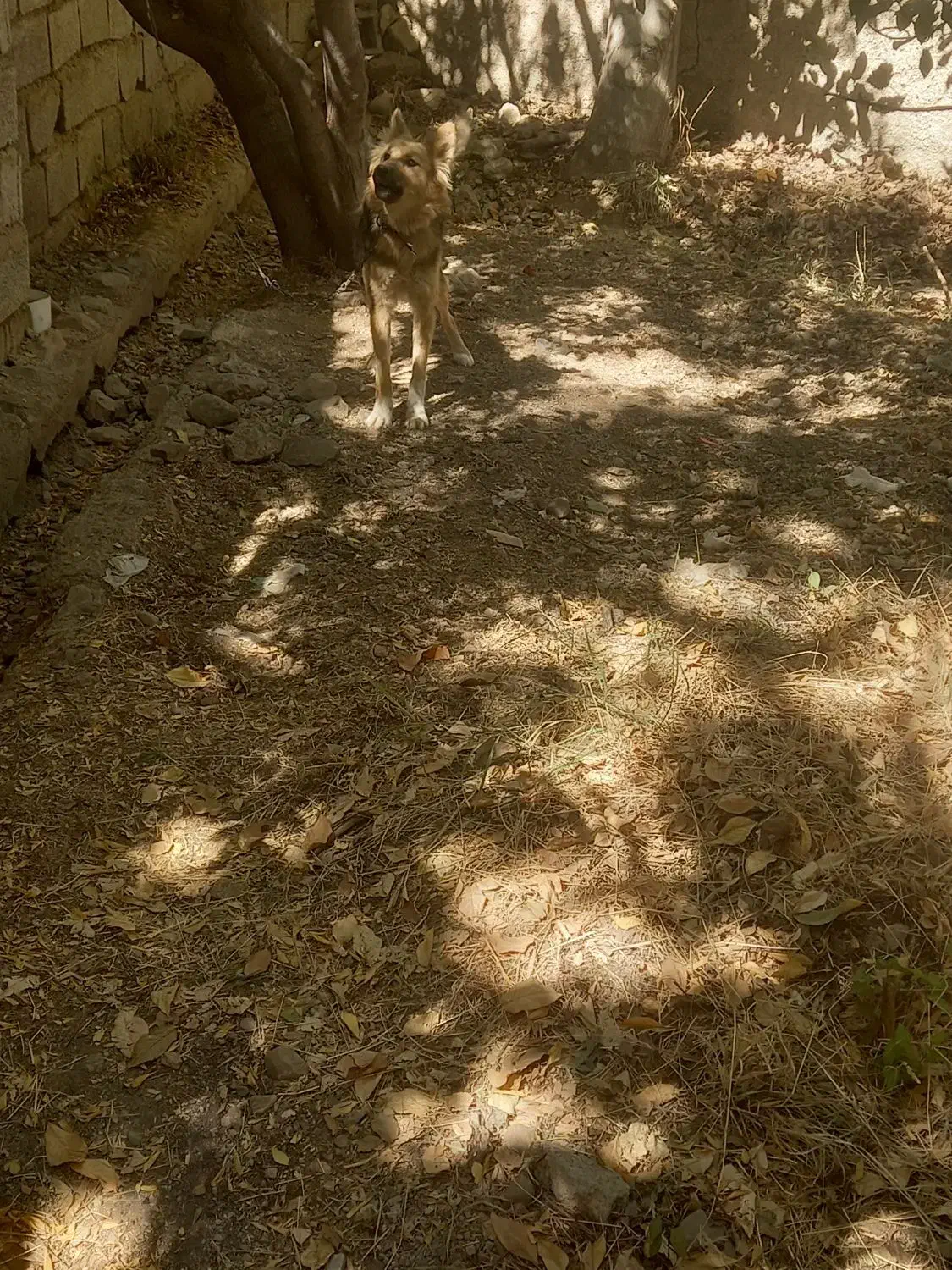 واگذاری توله ژرمن|سگ|هشتگرد, فشند|دیوار