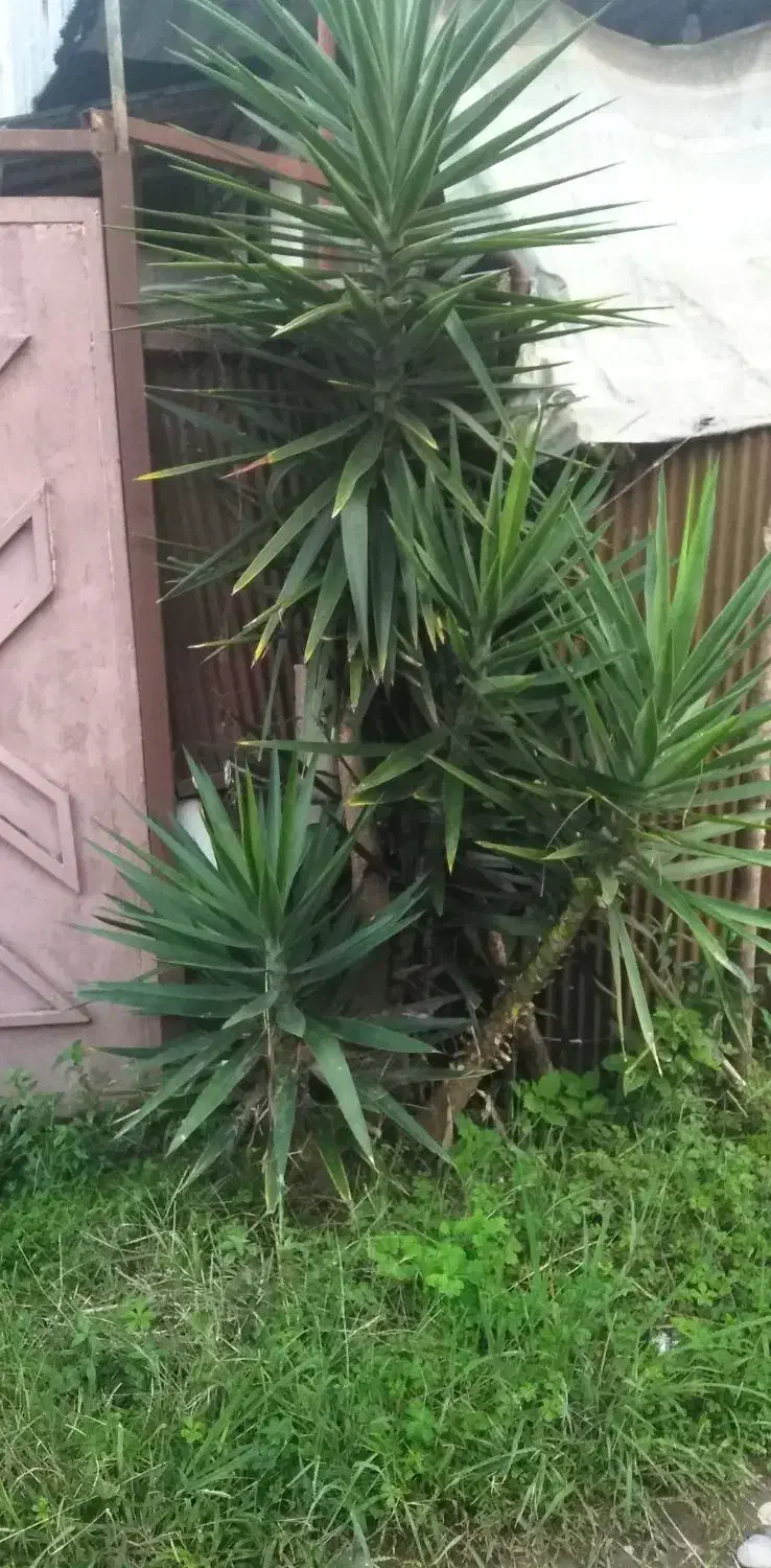 درختچه یوکا|گل و گیاه طبیعی|خمام, |دیوار