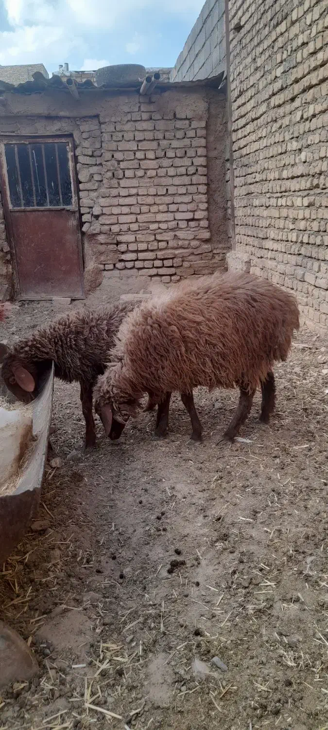 دوتا بره یکی نر یکی ماده|حیوانات مزرعه|فریمان, |دیوار