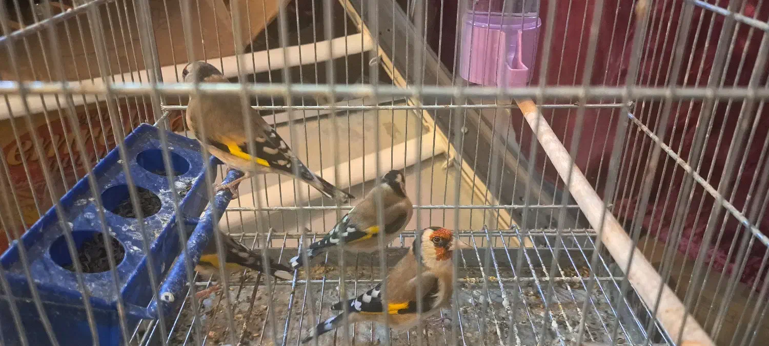 فروش سهره|پرنده|جونقان, |دیوار