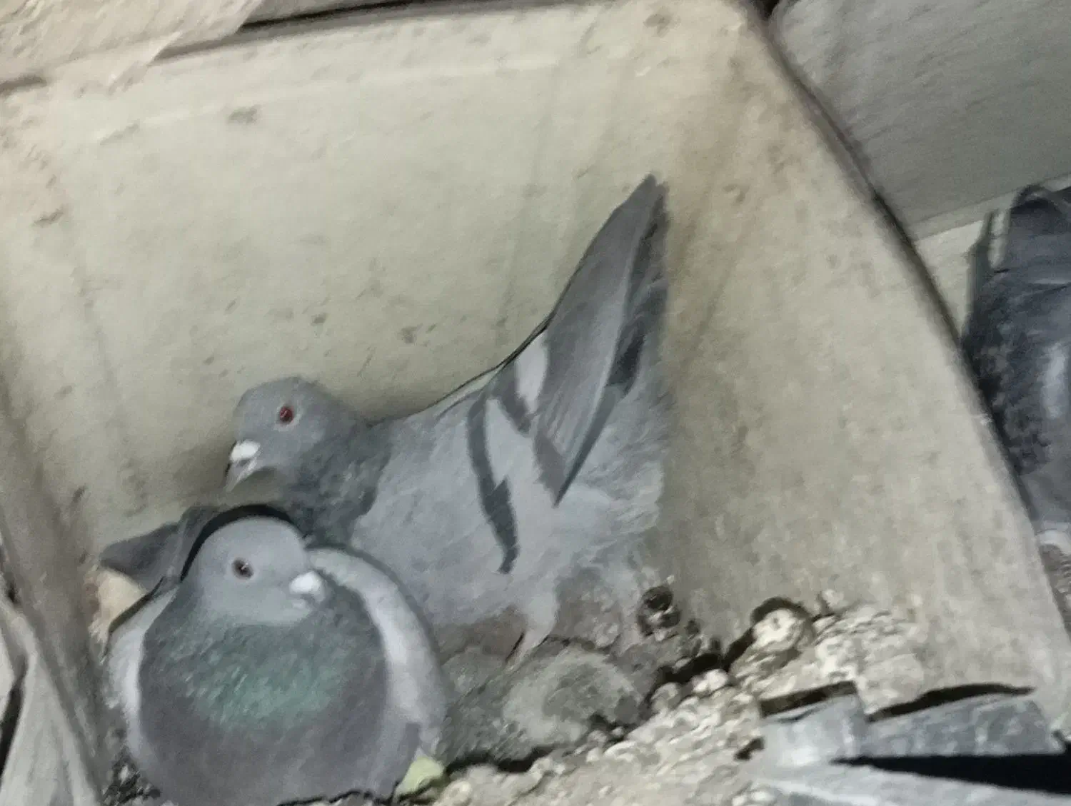 مرغ عشق|پرنده|یاسوج, |دیوار