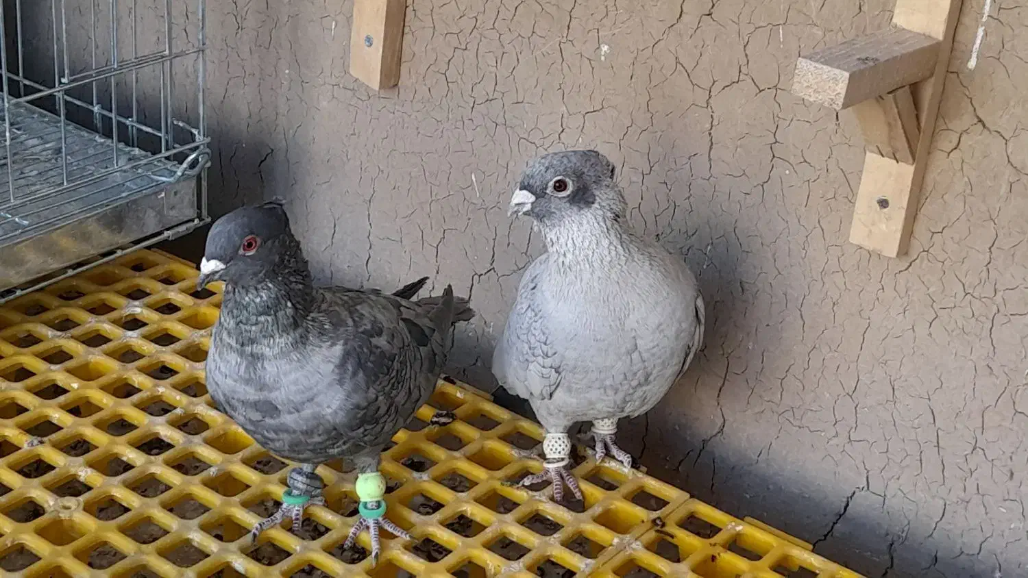 موشی|حیوانات مزرعه|مبارکه, |دیوار