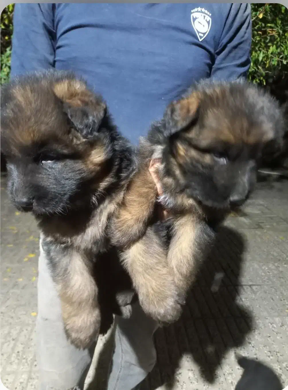 فروش حیوانات خانگی|سگ|رامیان, |دیوار