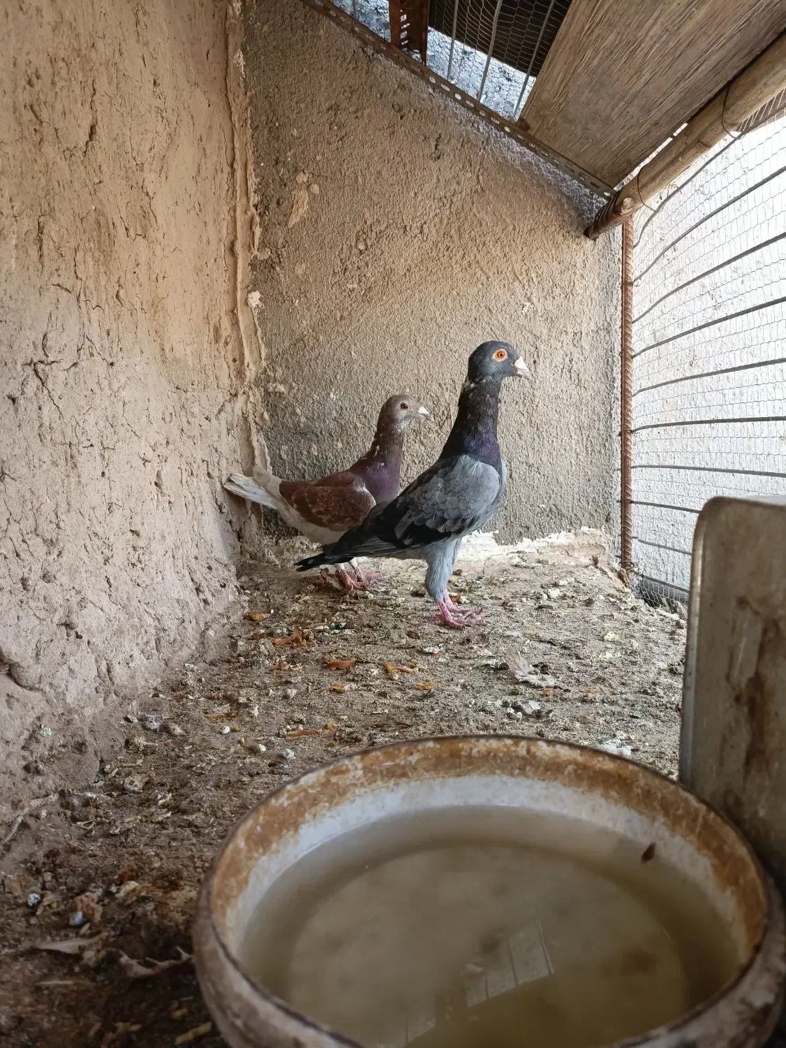 کبوتر|پرنده|گزیک, |دیوار