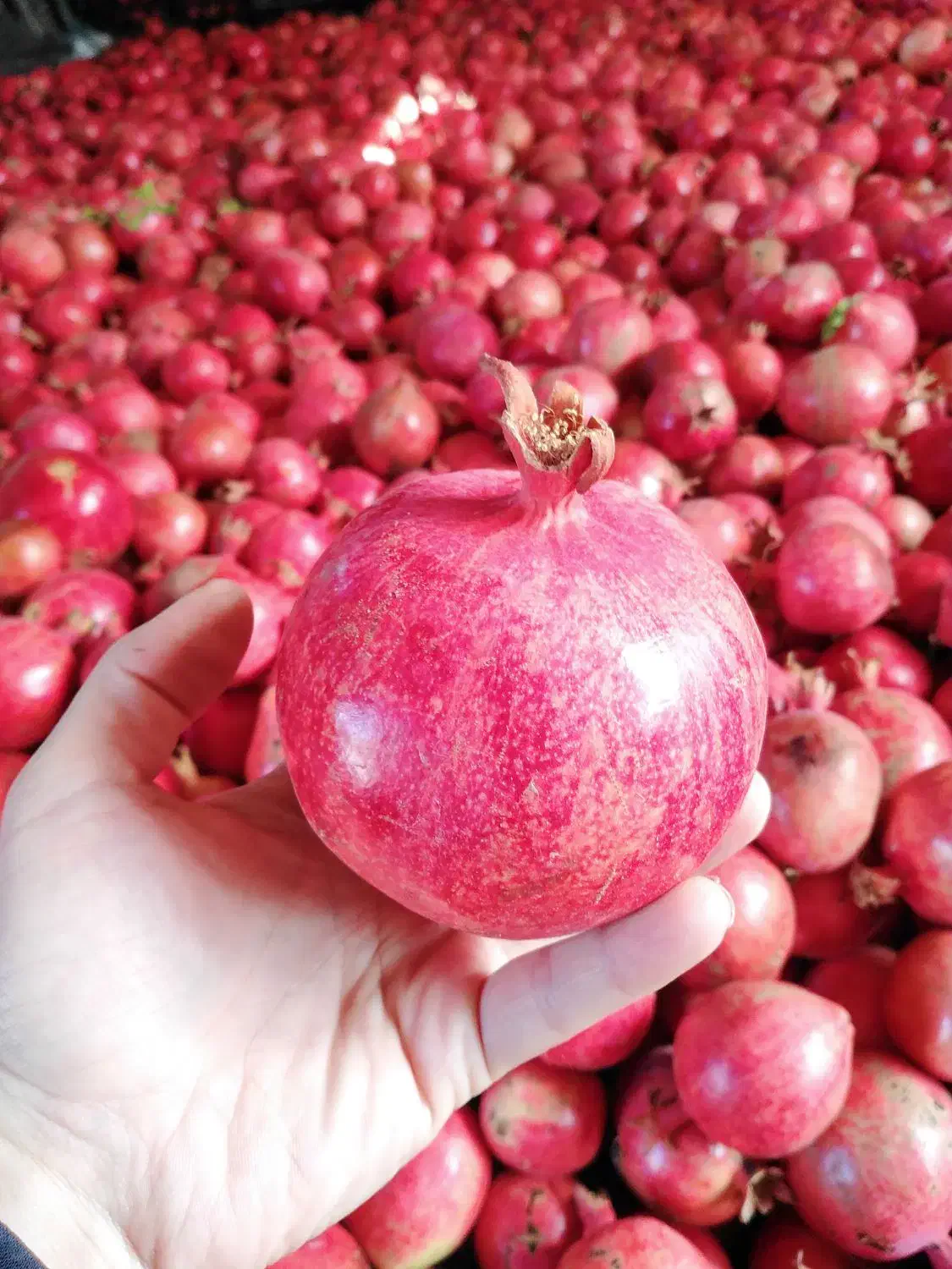 رب انار محلی و ارگانیک|خوردنی و آشامیدنی|سبزوار, فقیه سبزواری|دیوار