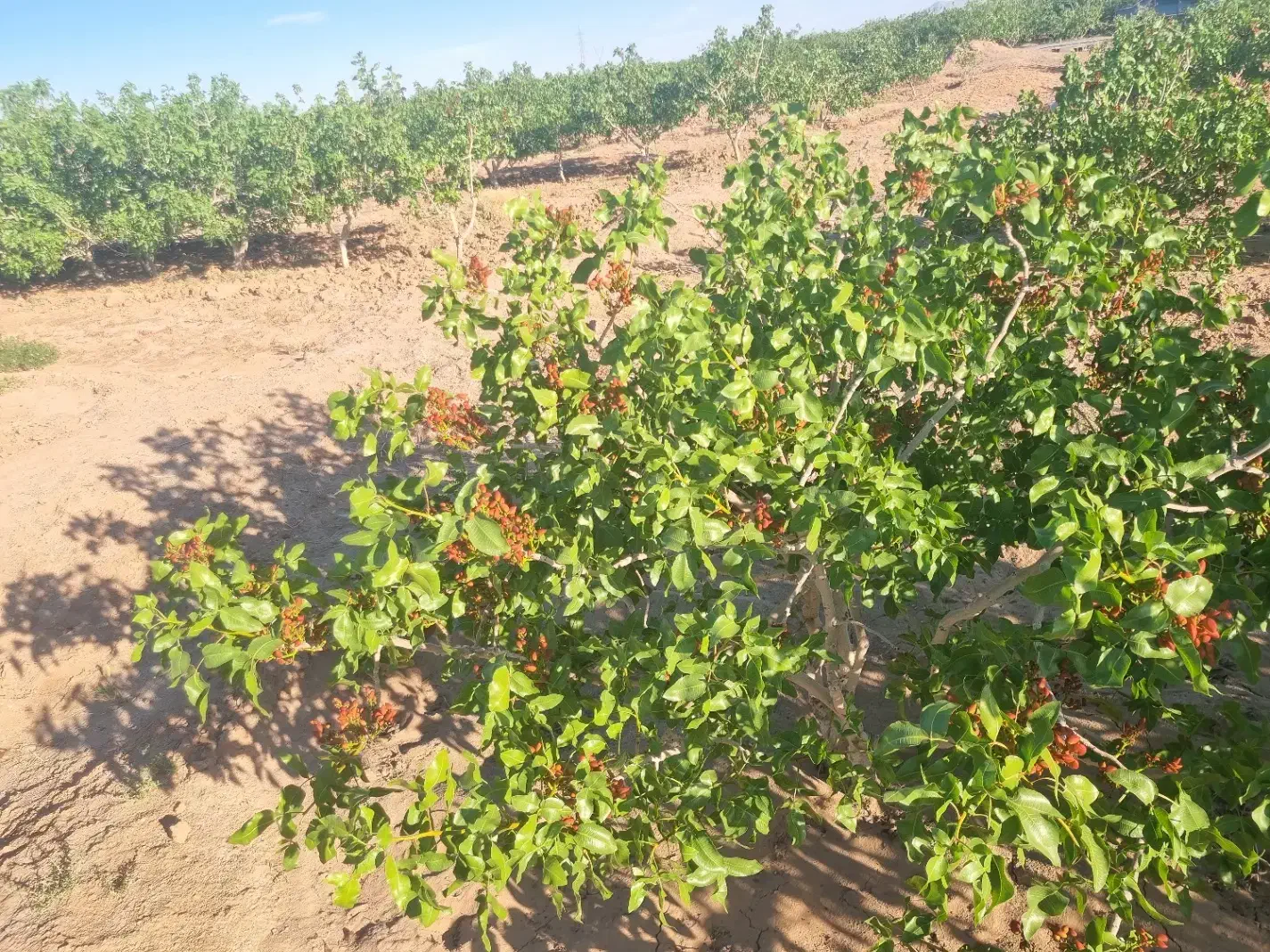 نیم حبه زمین پسته در رباط|فروش دفتر صنعتی، کشاورزی، تجاری|شهر بابک, |دیوار