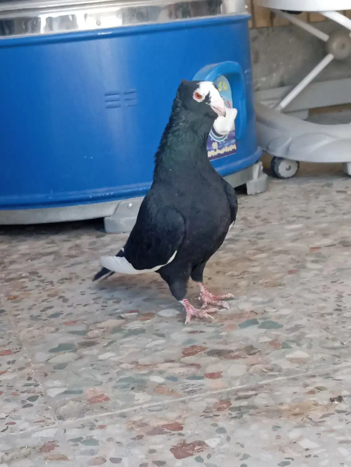 کفتر|پرنده|مرودشت, ابوذر شمالی|دیوار