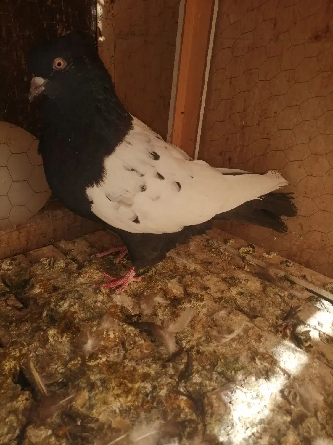 دمسفید و سینه ای|پرنده|اهواز, شهرک برق|دیوار