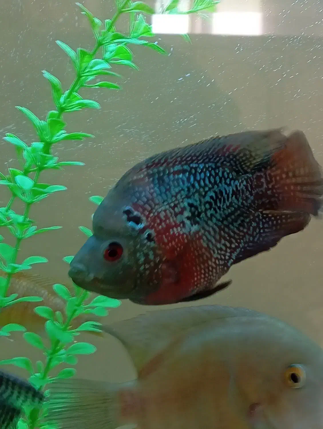 فلاور باکس|ماهی|سنندج, |دیوار