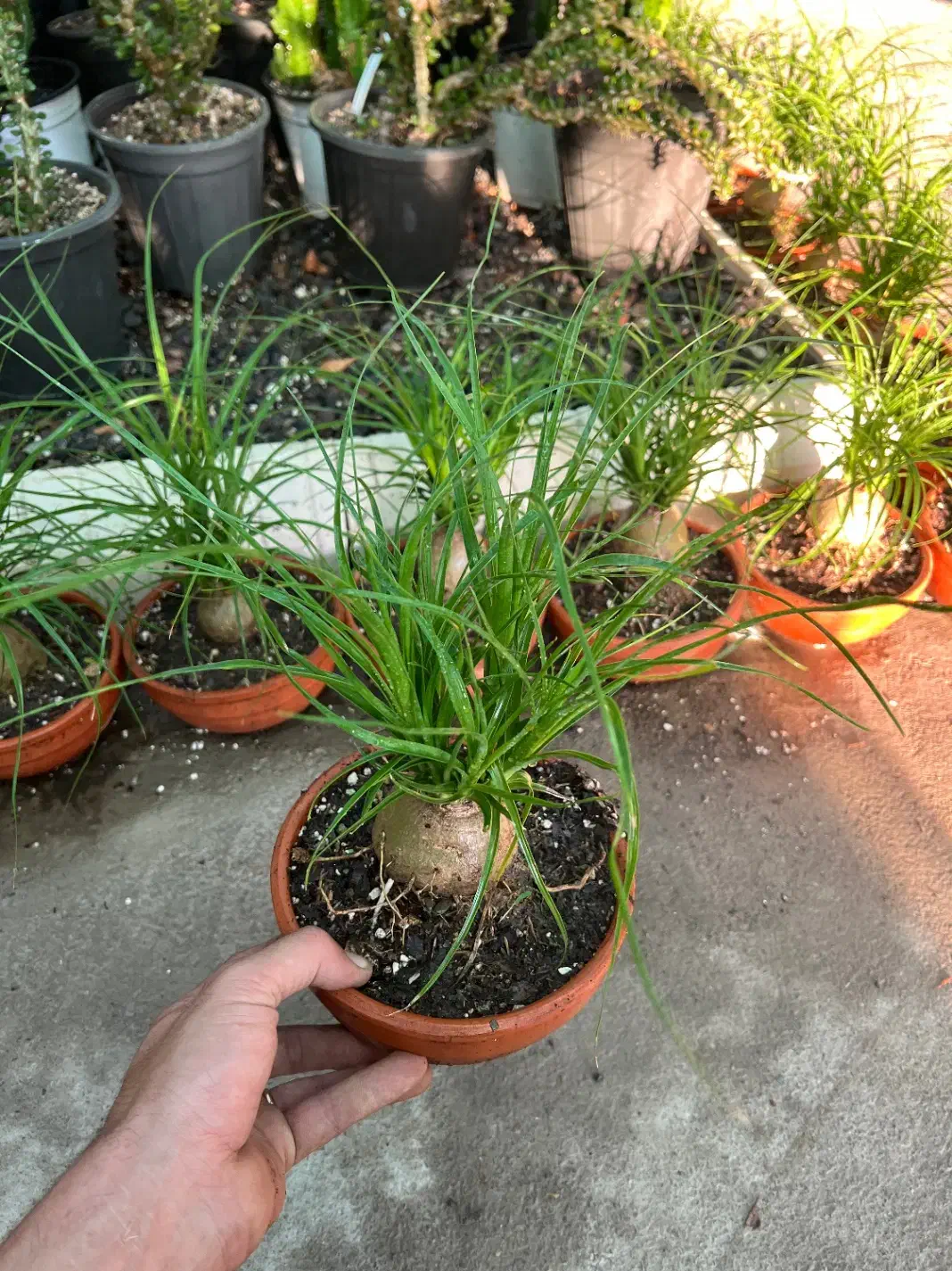 گل لیندا بونسای|گل و گیاه طبیعی|رشت, بیجارپس|دیوار