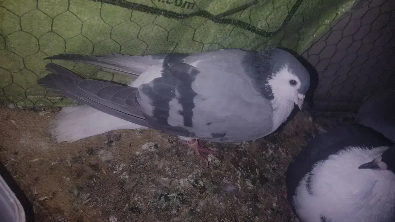 کفتر معاوضه|پرنده|فردوس (خراسان), |دیوار