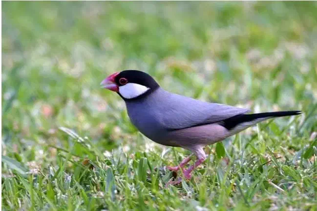 فنچ مولد|پرنده|بجنورد, |دیوار