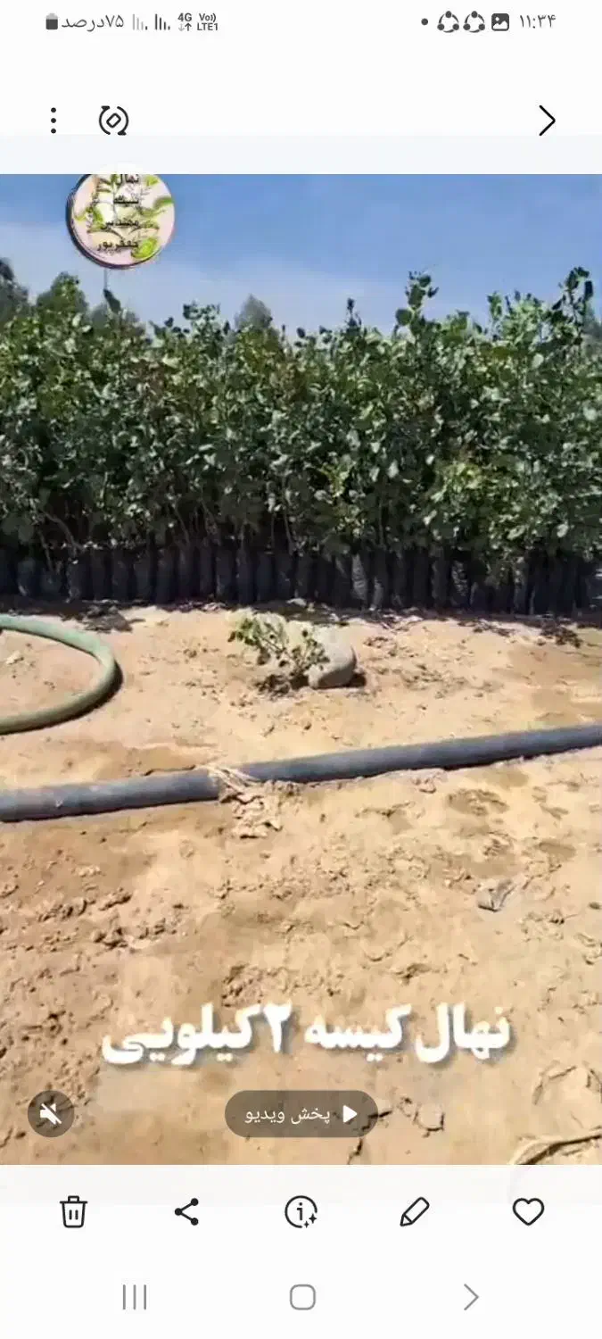 نهال پسته|گل و گیاه طبیعی|قنوات, |دیوار