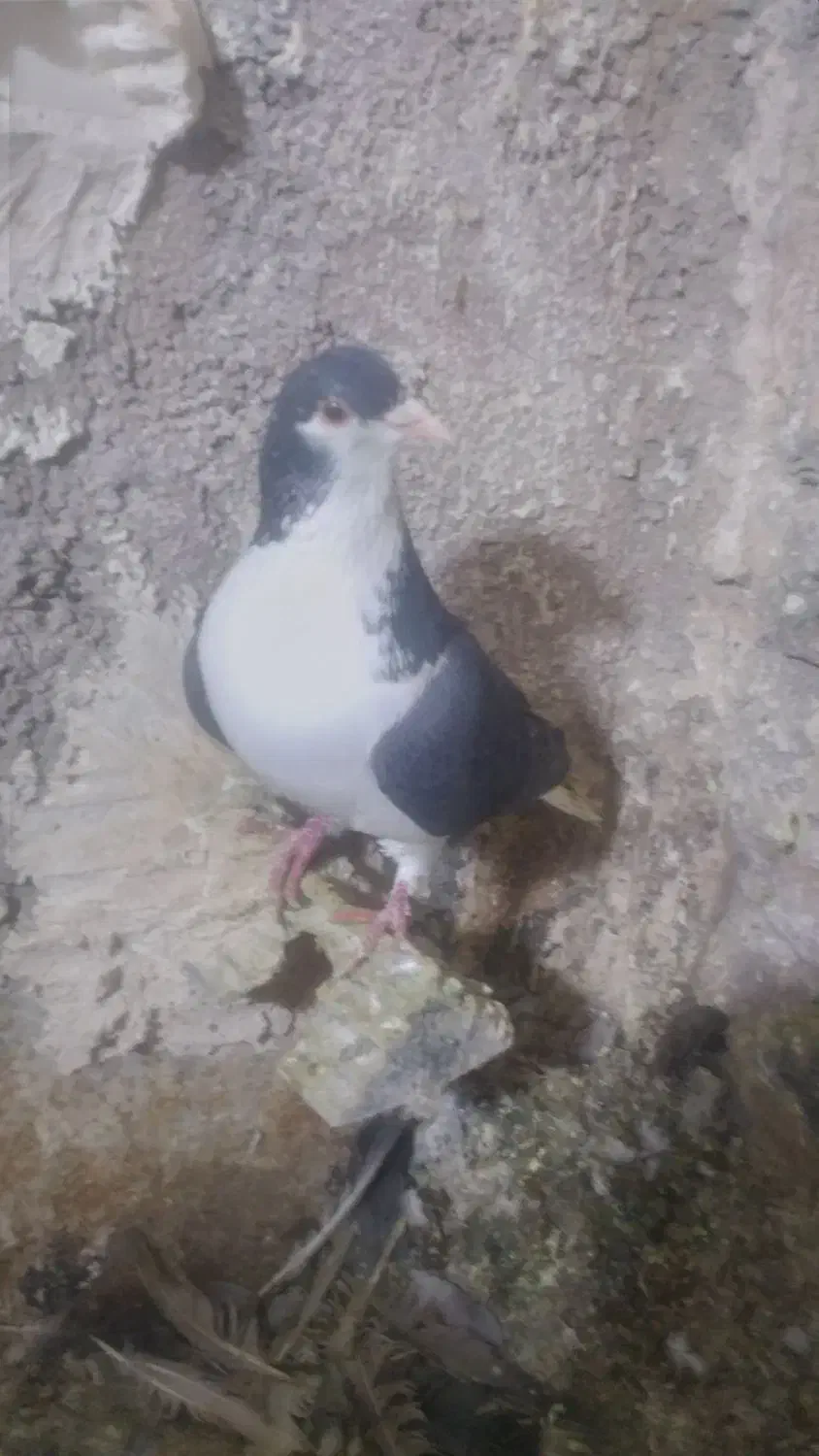 کبوتر ساده|پرنده|فیروزه, |دیوار