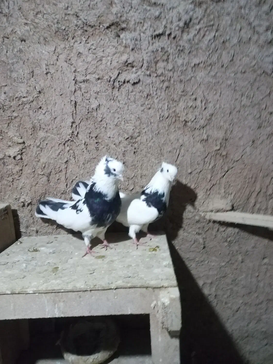 کبوتر سیاتی|حیوانات|کرمانشاه, |دیوار