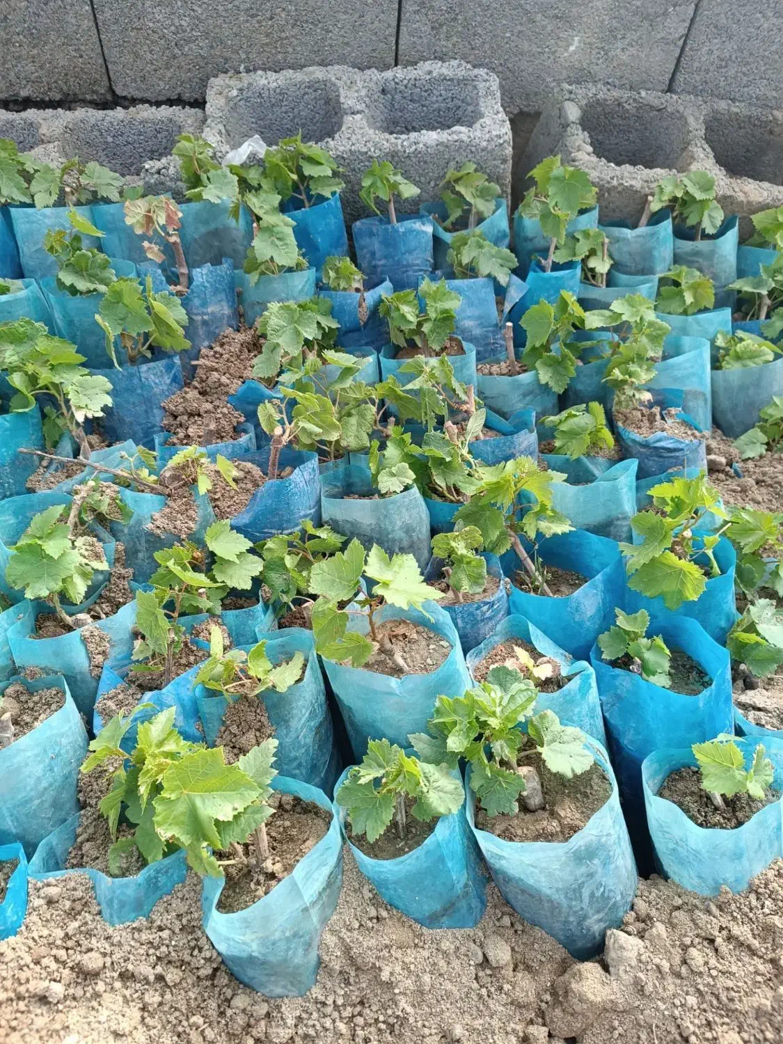 پسته پیوندی / گردو ژنوتیپ / نیگرا|خدمات باغبانی و درختکاری|آبسرد, |دیوار