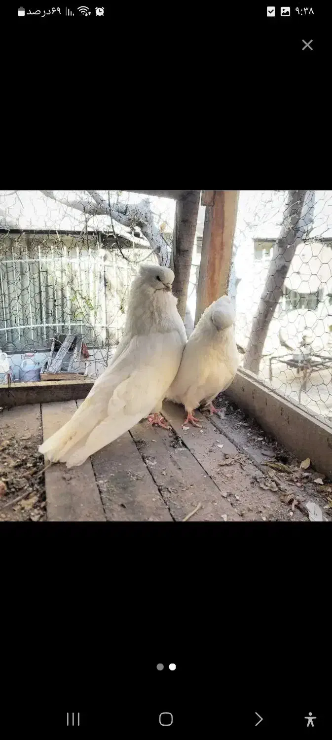 کبوتر|پرنده|بومهن, |دیوار