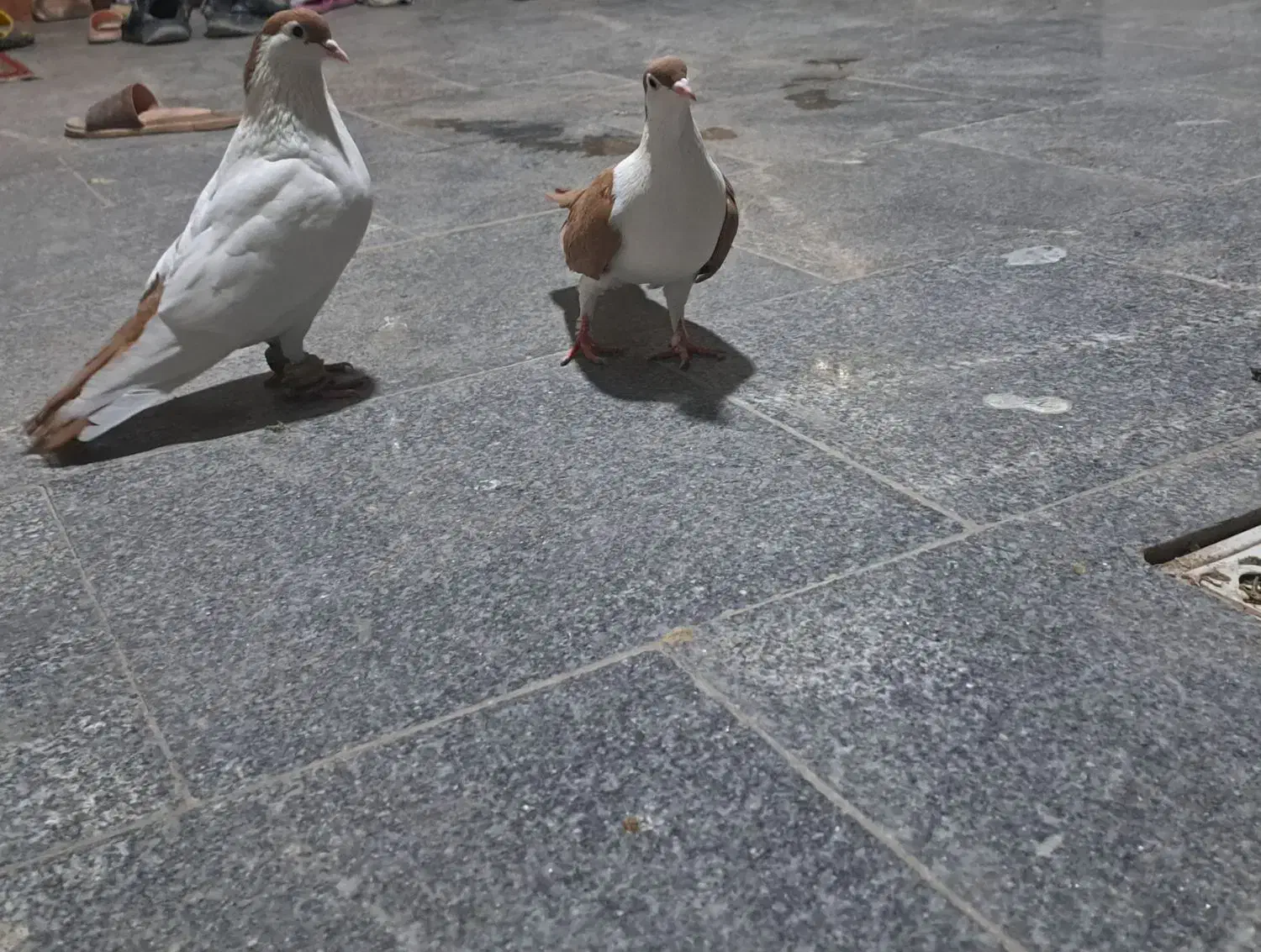 کبوتر پلاس|پرنده|قم, حنیف نژاد|دیوار