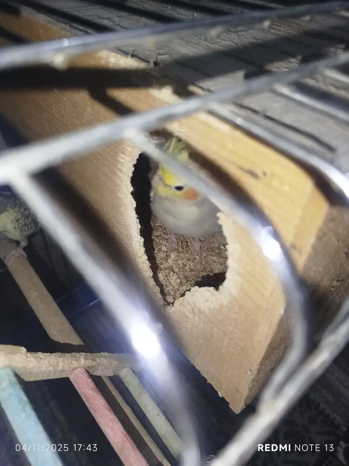 فروش طوطی عروس|پرنده|قائمشهر, |دیوار