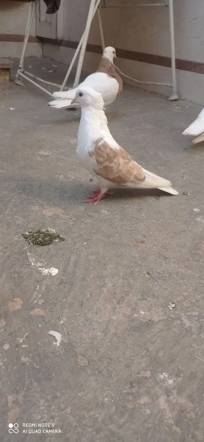 تعدادی طوقی دبال وکربلای و آلمانی پلاکی|پرنده|مینودشت, |دیوار