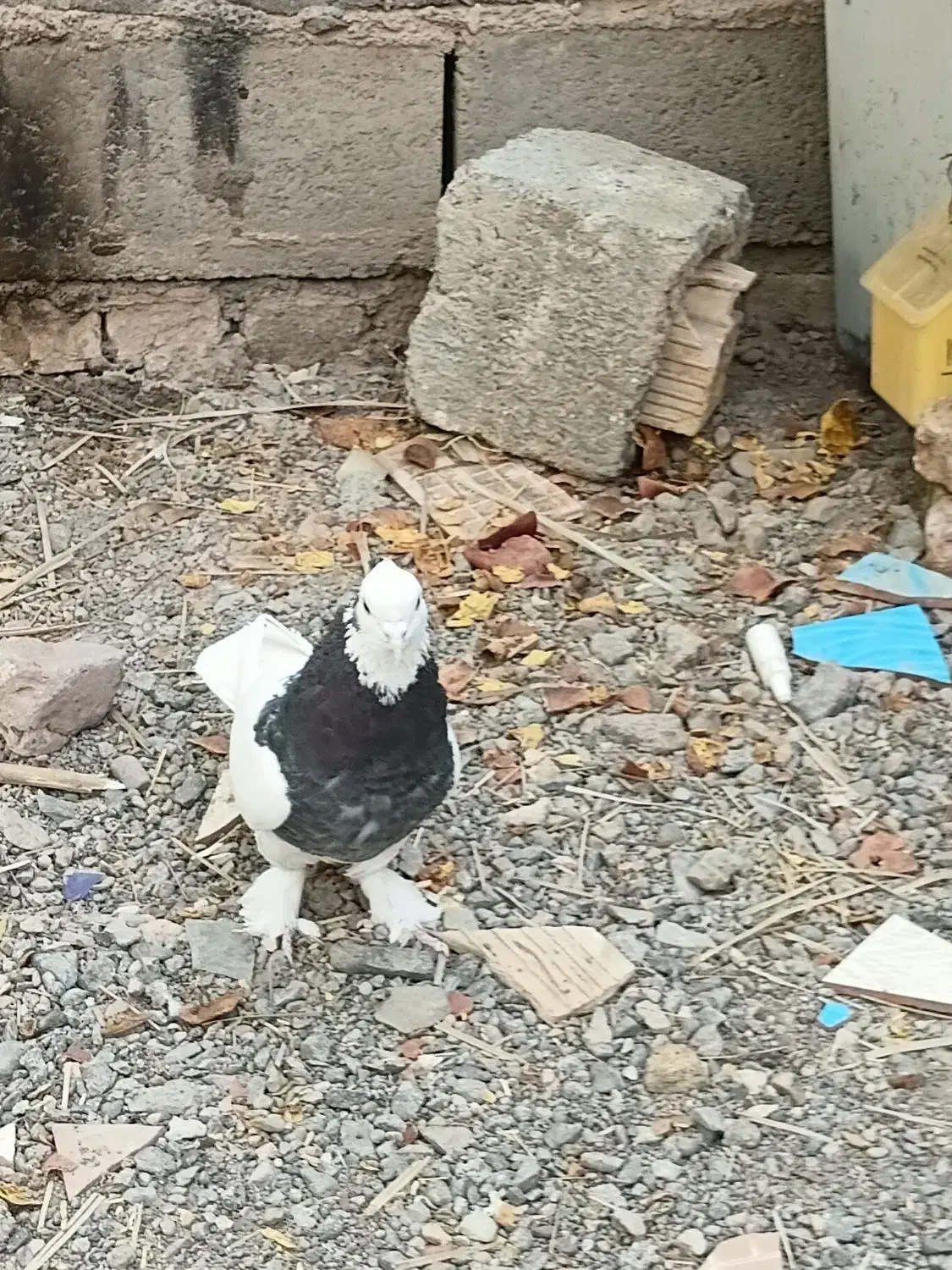 یک جفت  طوق سیاه با،یکن|پرنده|نرماشیر, |دیوار