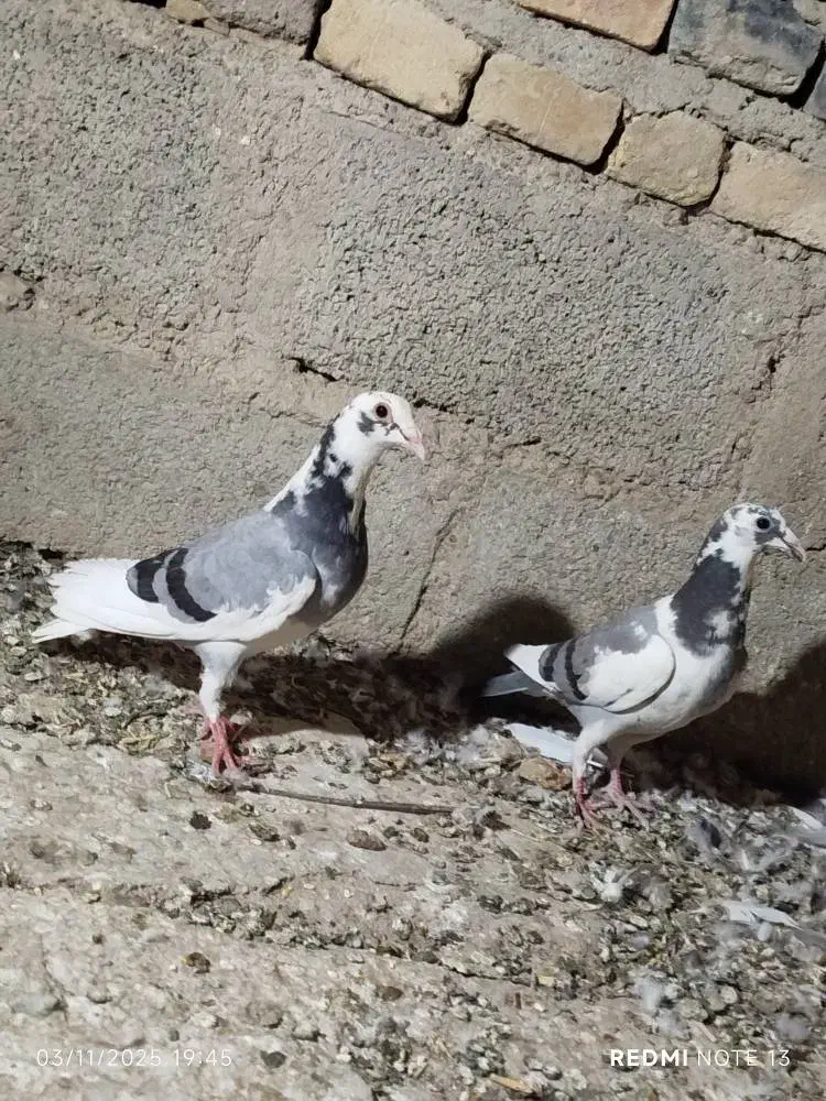 کبوتر جوجه مسافتی|پرنده|سیب و سوران, |دیوار