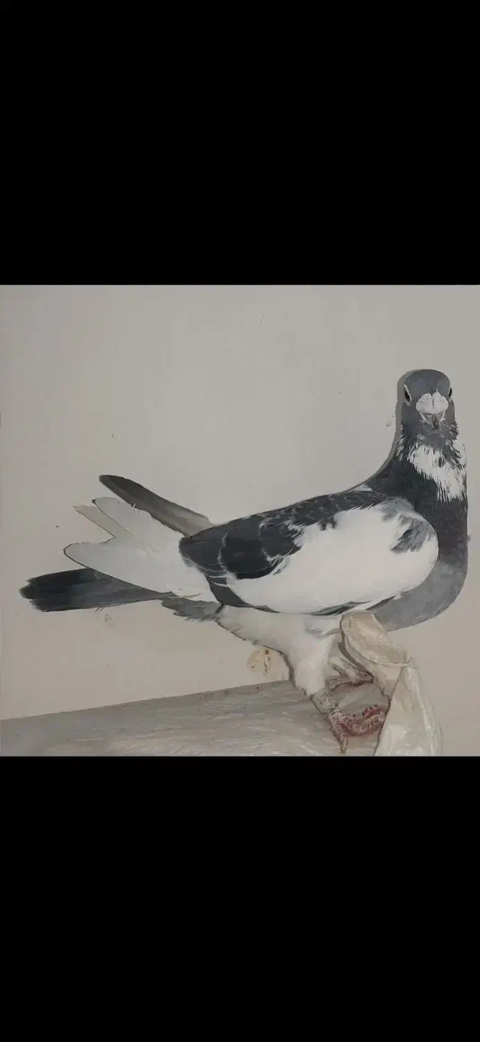 چند تا کفتر|پرنده|تربتحیدریه, شهدا|دیوار