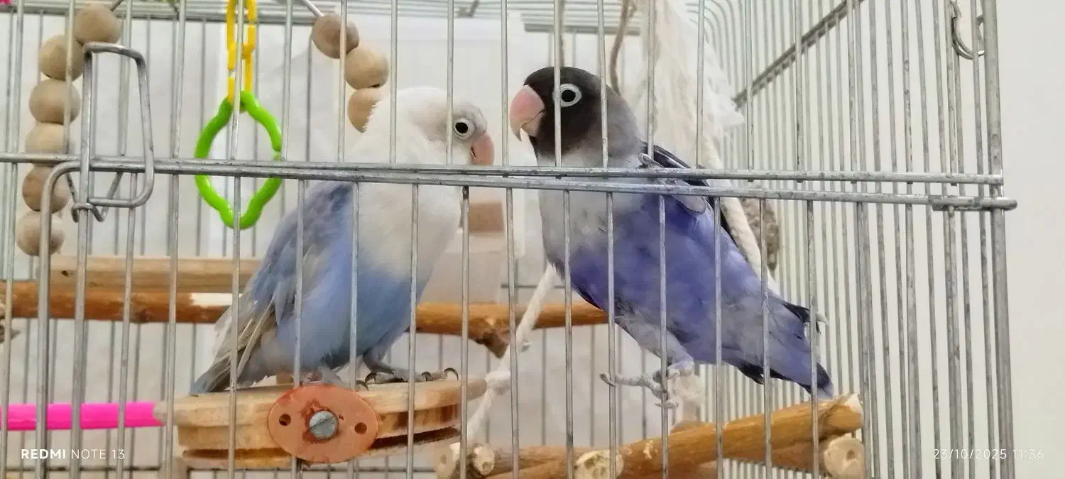 طوطی برزیلی رنگ خاص|پرنده|قم, حنیف نژاد|دیوار