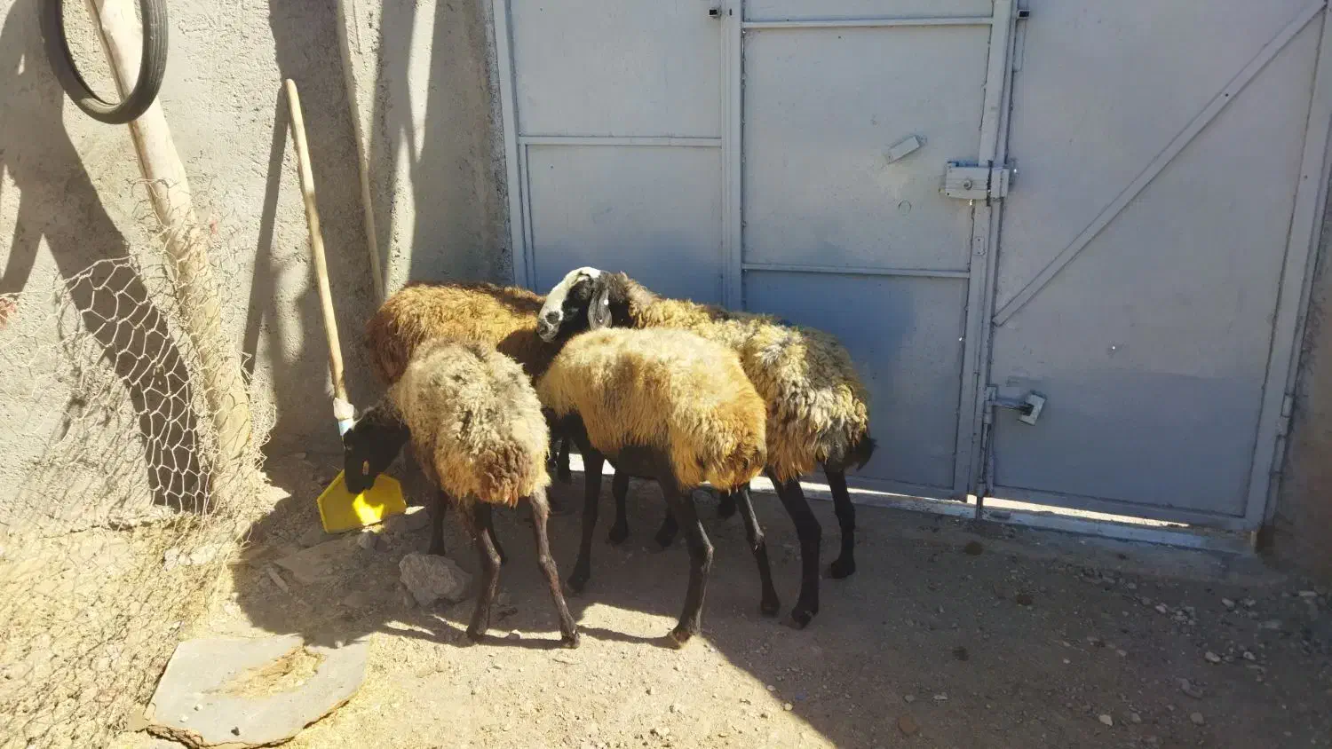 گوسفند میش|حیوانات مزرعه|هشتگرد, هشتگرد قدیم|دیوار