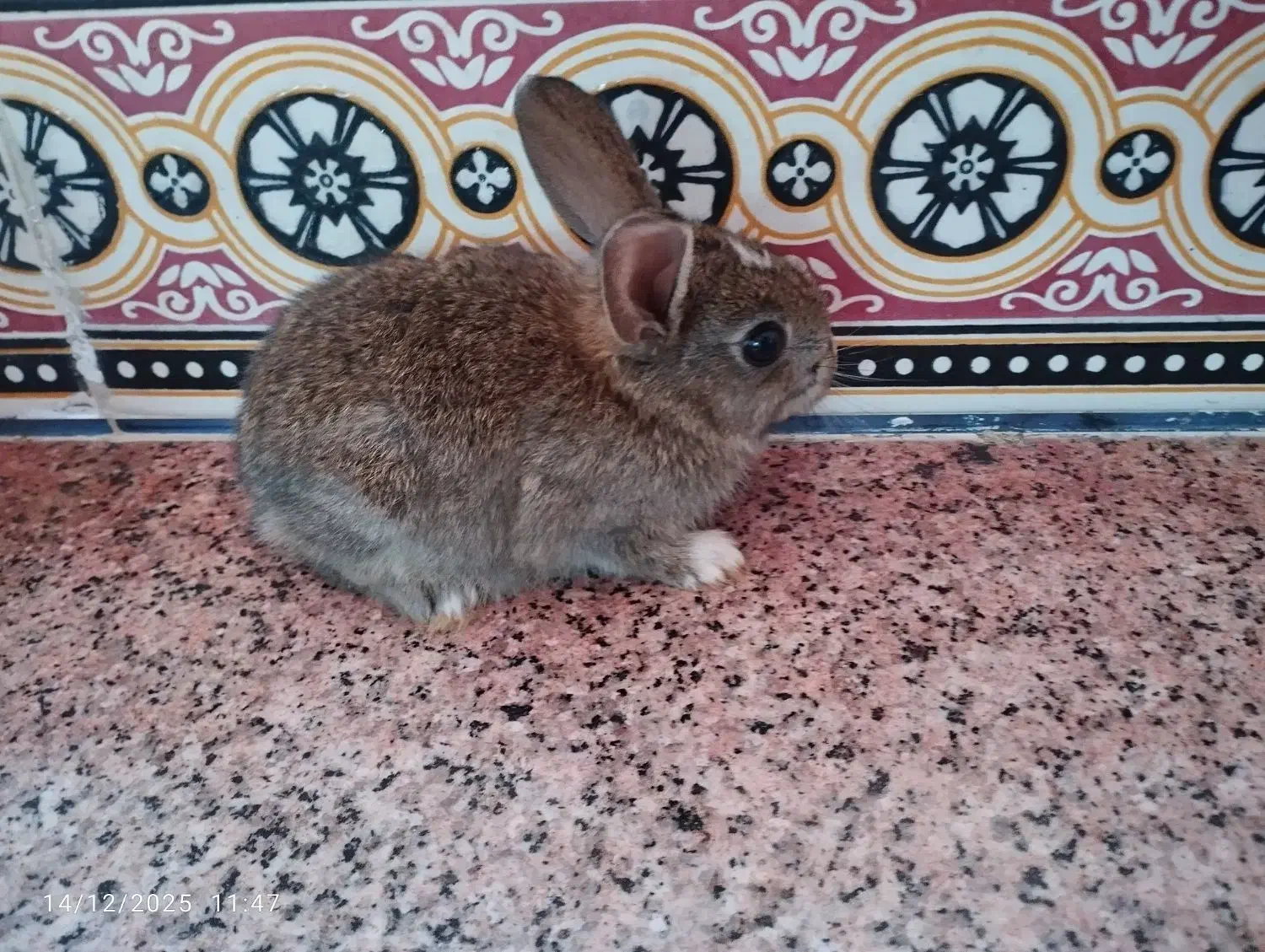 خرگوش|موش و خرگوش|یاسوج, |دیوار