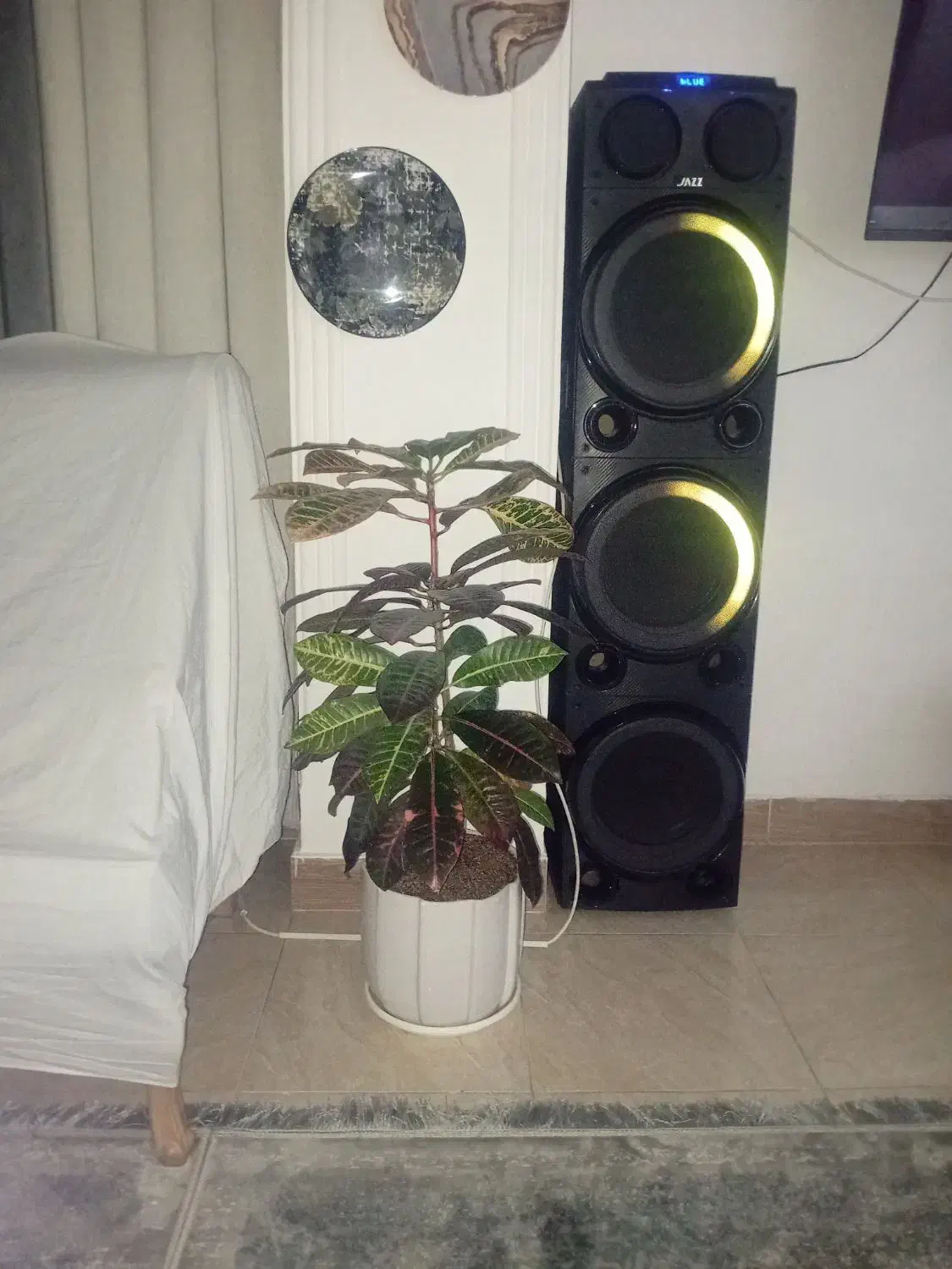 گل طبیعی|گل و گیاه طبیعی|پاکدشت, پاکدشت (مامازند)|دیوار