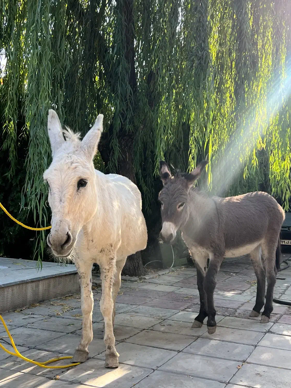 خر ماده مادر و دختر|حیوانات مزرعه|احمدآبادمستوفی, |دیوار