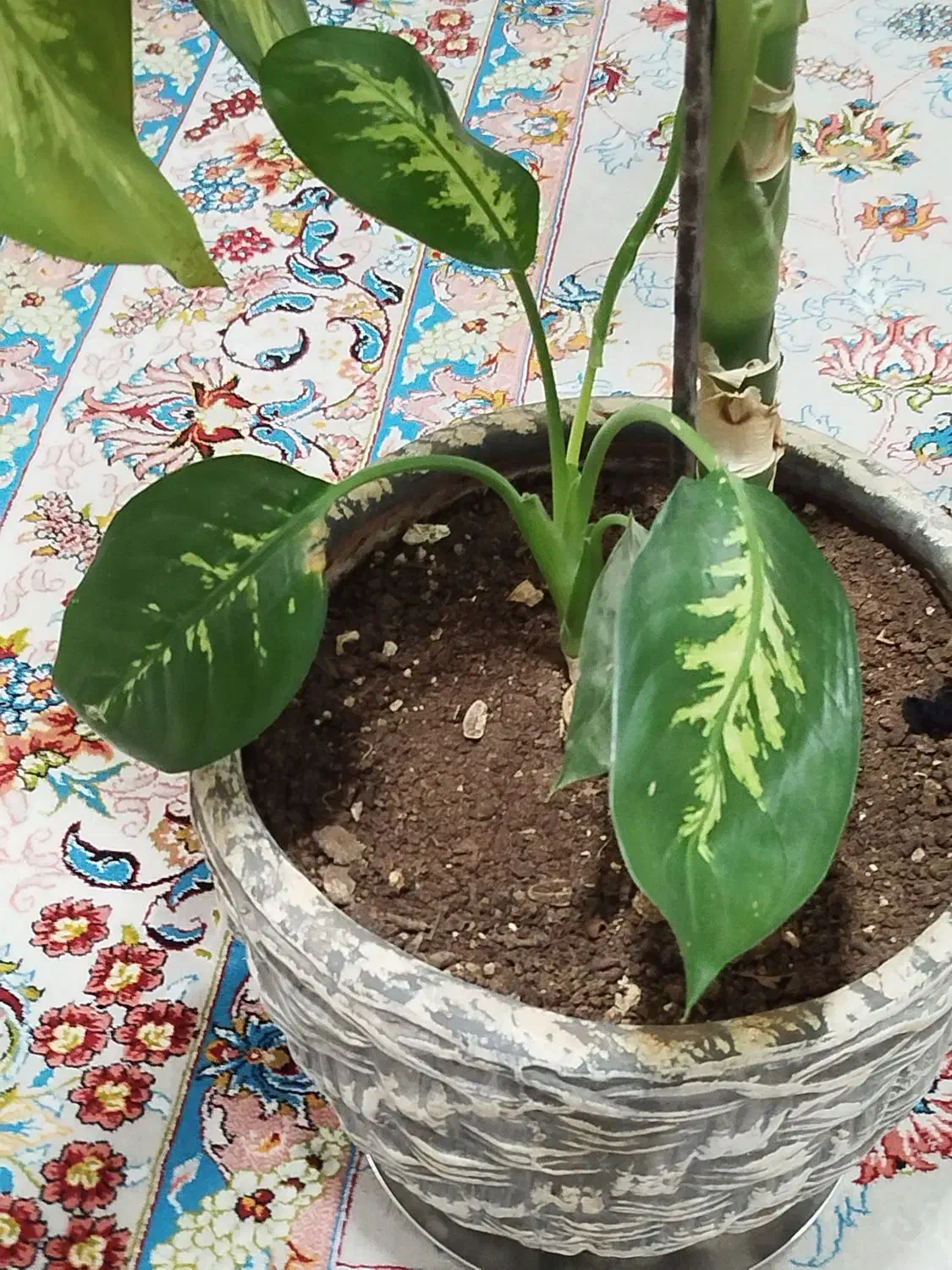 گل دیفن|گل و گیاه طبیعی|زرنه, |دیوار